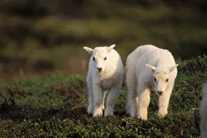 mountain goat