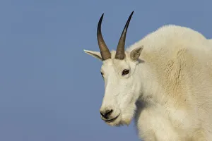 Images Dated 21st October 2021: Mountain goat billy