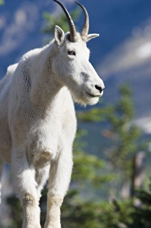 Mountain goat billy in Glacier National Park in Montana