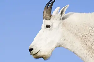 Mountain Goat Billy portrait at Logan Pass in Glacier National Park in Montana