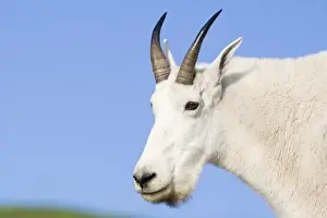 Billy Prints: Mountain Goat Billy portrait at Logan Pass in Glacier National Park in Montana
