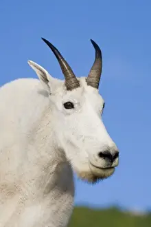 Images Dated 22nd July 2007: Mountain Goat Billy portrait at Logan Pass in Glacier National Park in Montana