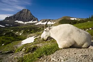 Relaxed Prints: Mountain Goat Billy rests at Logan Pass in Glacier National Park in Montana