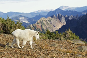 Mountain Goat; Cascade Mountains