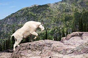 Hiking Prints: Mountain Goat climbing rocks in Glacier National Park, Montana