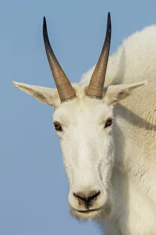 Staring Prints: Mountain goat close-up, Colorado alpine country, USA