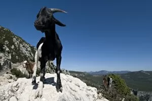 Images Dated 20th August 2008: Mountain goat, Gorges du Verdon, Provence, France
