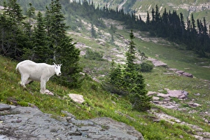 Images Dated 8th August 2013: Mountain Goat on the Hillside. Glacier National Park. Montana. USA