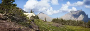 Mountain Goat on the Hillside. Glacier National Park. Montana. USA