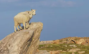 Mountain goat kids checking over the tundra, Colorado alpine country, USA