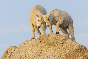Images Dated 6th September 2021: Mountain goat kids playing