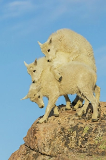 Youngster Prints: Mountain goat kids playing in the alpine country of Colorado