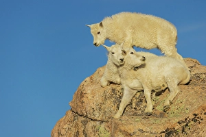 Resting Prints: Mountain goat kids playing in the alpine country of Colorado