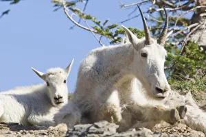 Lying Down Prints: Mountain goat nanny
