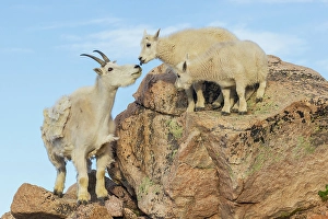 Curious Prints: Mountain goat nanny greets her playful kids in the alpine country of Colorado