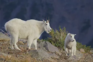 Images Dated 23rd September 2015: Mountain Goat; Nanny with Kid