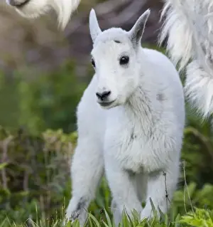 Mountain goat nanny with kid at Logan Pass in Glacier National Park in Montana