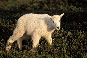 mountain goat, Oreamnos americanus, young kid on a snow-covered hillside off Exit Glacier