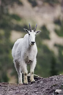 Images Dated 20th July 2007: Mountain Goat, Oreamnos americanus, adult with summer coat, Glacier National Park, Montana