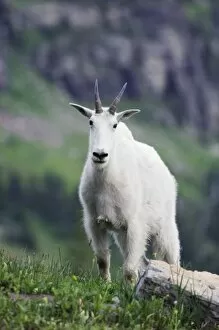 Images Dated 20th July 2007: Mountain Goat, Oreamnos americanus, adult with summer coat, Glacier National Park