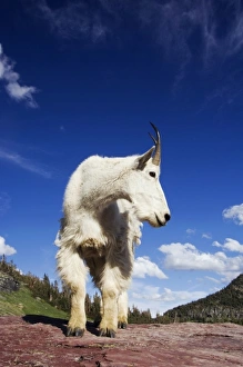 Images Dated 24th July 2007: Mountain Goat, Oreamnos americanus, adult shedding winter coat, Glacier National Park