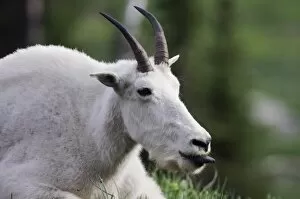 Images Dated 20th July 2007: Mountain Goat, Oreamnos americanus, adult with summer coat showing tongue, Logan Pass