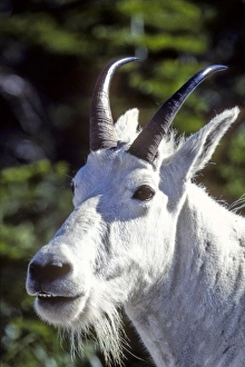 Images Dated 29th November 2010: Mountain Goat, Oreamnos americanus, In Glacier National Park, Montana, USA