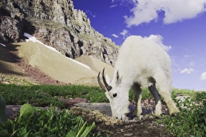 Images Dated 24th July 2007: Mountain Goat, Oreamnos americanus, adult with summer coat licking minerals, Glacier National Park