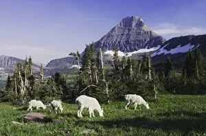 Images Dated 23rd July 2007: Mountain Goat, Oreamnos americanus, adults with young eating, Mount Reynolds in Background