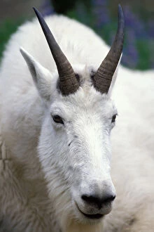 Images Dated 11th November 2005: mountain goat, Oreamnos americanus, billy goat, up close in Olympic National Park