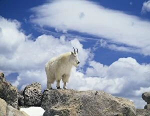 Images Dated 2nd July 2007: Mountain Goat (Oreamnos Americanus), On Rocky Crag, The Clear Creek Ranger District