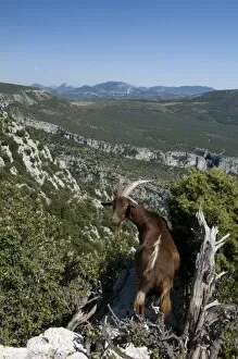 Images Dated 20th August 2008: Mountain goat overlooking the Gorges du Verdon, Provence, France