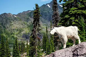 Hiking Prints: Mountain goat surveying the land in Glacier National Park, Montana