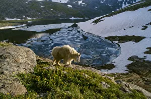 Scenic Byway Prints: Mountain goat walks near shore of partially frozen Summit Lake, Mount Evans, near Denver