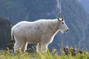 Images Dated 3rd August 2007: Mountain goat, Waterton Glacier International Peace Park, USA - Canada