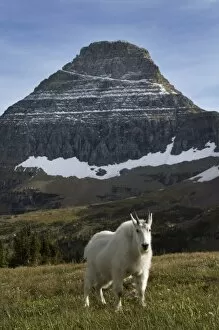 Images Dated 3rd August 2007: Mountain goat, Waterton Glacier International Peace Park, USA - Canada