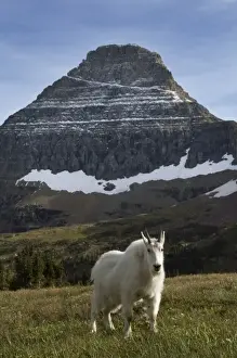 Mountain goat, Waterton Glacier International Peace Park, USA - Canada