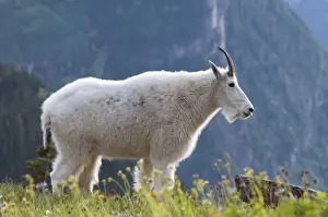 National Land Prints: Mountain goat, Waterton Glacier International Peace Park, USA - Canada