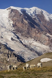 Mountain Goats on Burrows Mountain in front of Mount Rainier