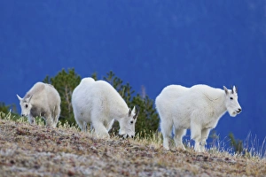 Images Dated 23rd September 2015: Mountain Goats foraging on alpine tundra