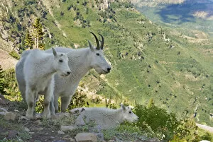 Images Dated 17th August 2008: Mountain Goats and kid on a Mount Timpanogas Wilderness overlook, Oreamnos Americanus