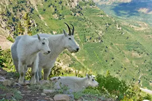 Mountain Goats and kid on a Mount Timpanogas Wilderness overlook, Oreamnos Americanus