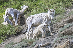 Mountain Goats. Along Kongakut River. Arctic National Wildlife Refuge. Alaska