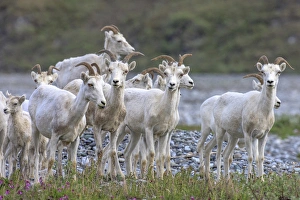 Images Dated 28th June 2010: Mountain Goats. Along Kongakut River. Arctic National Wildlife Refuge. Alaska