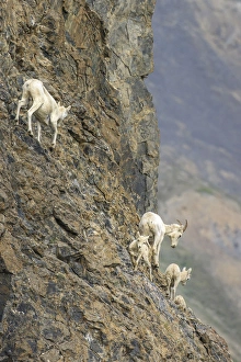 Images Dated 28th June 2010: Mountain Goats. Along Kongakut River. Arctic National Wildlife Refuge. Alaska