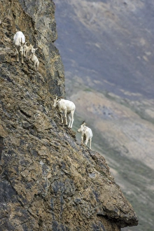 Images Dated 28th June 2010: Mountain Goats. Along Kongakut River. Arctic National Wildlife Refuge. Alaska