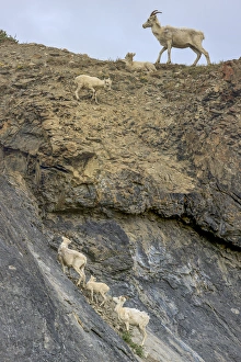 Images Dated 28th June 2010: Mountain Goats. Along Kongakut River. Arctic National Wildlife Refuge. Alaska