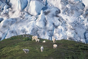 mountain goats, Oreamnos americanus, overlooking Exit Glacier, Kenai Fjords National Park