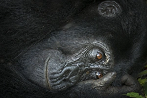 Uganda Collection: Mountain gorilla (Gorilla beringei beringei). Bwindi Impenetrable Forest. Uganda