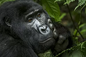 Uganda Gallery: Mountain gorilla (Gorilla beringei beringei). Bwindi Impenetrable Forest. Uganda